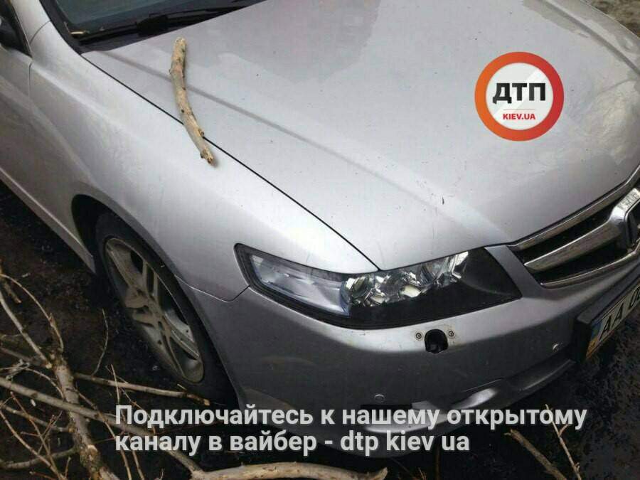 В Киеве дерево помяло легковушку (Фото)