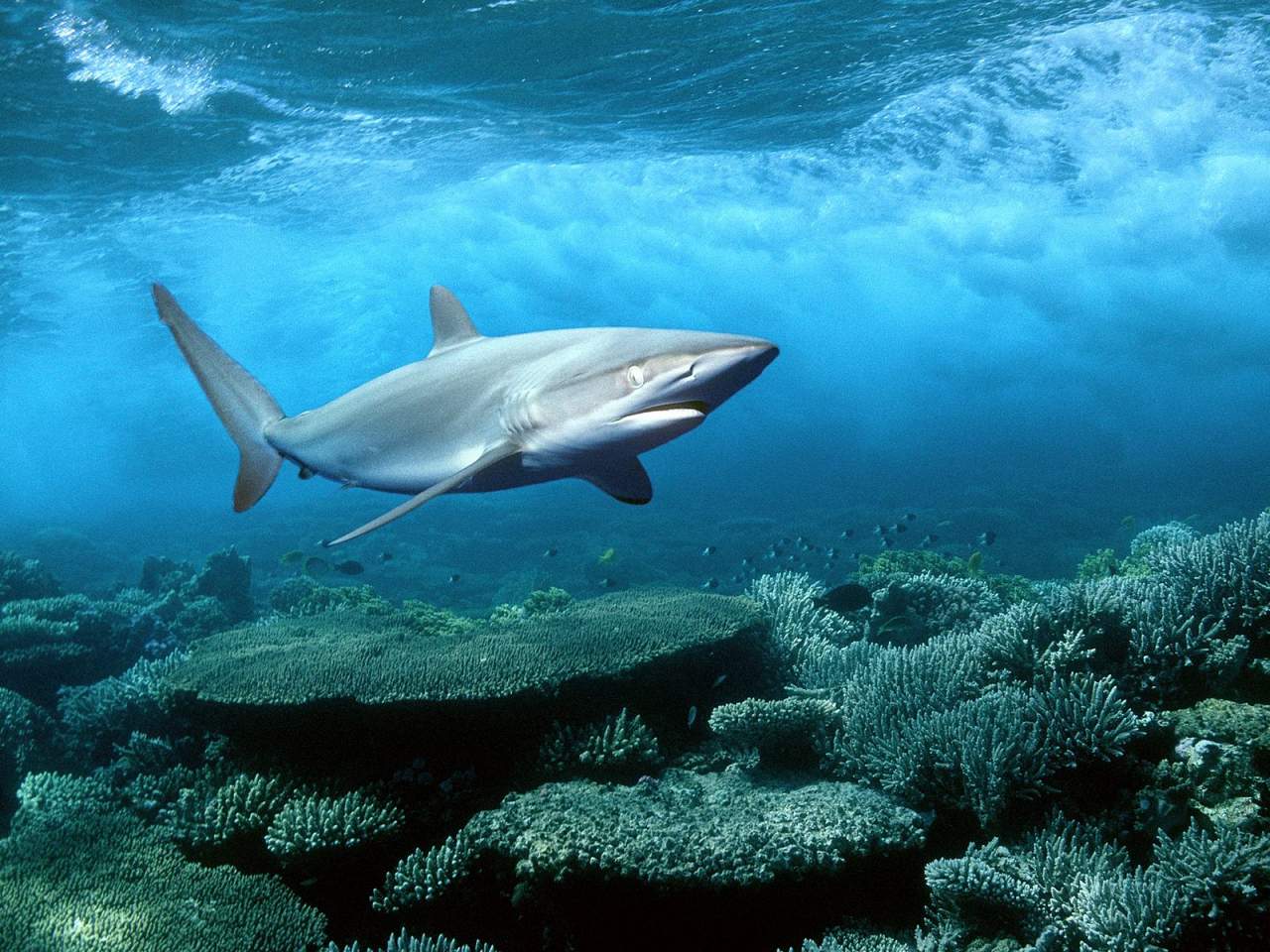 В прибрежных водах Австралии белая акула чуть не напала на человека (видео)