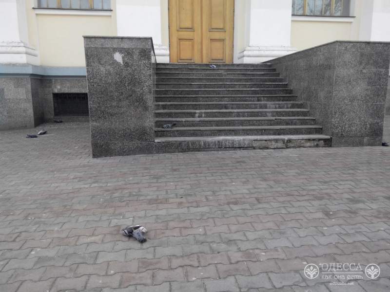 В Одессе массовая гибель голубей: Птицы падают прямо во время полета (Фото)