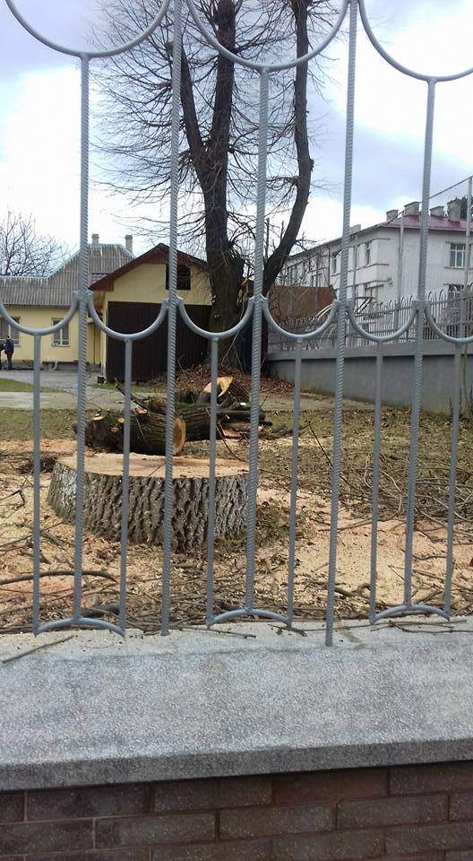 Кто ответит: на Закарпатье занимаются незаконной вырубкой ценных деревьев (фото)