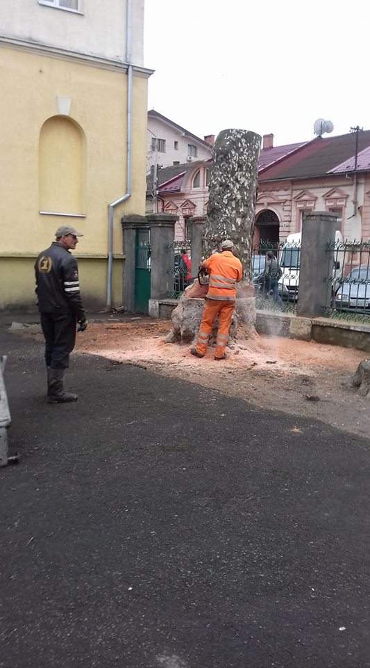 Кто ответит: на Закарпатье занимаются незаконной вырубкой ценных деревьев (фото)