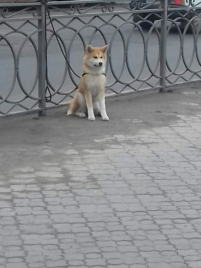 В Ровно обнаружен пес Хатико (Фото) (Видео)
