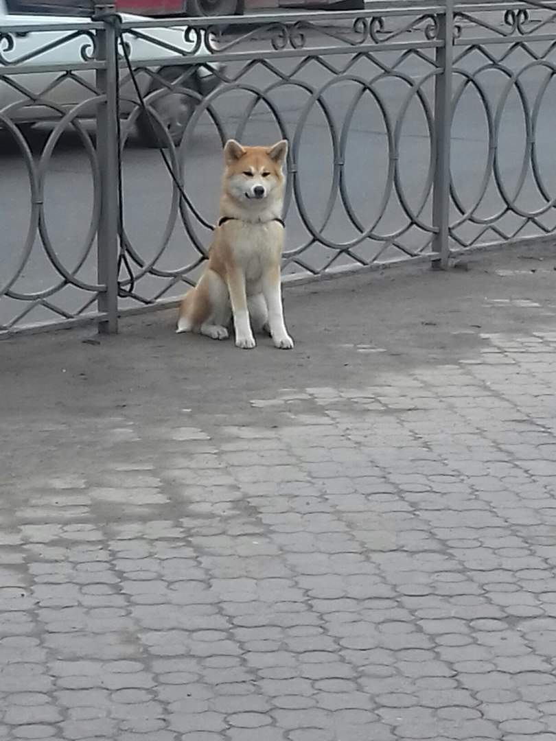 В Ровно обнаружен пес Хатико (Фото) (Видео)