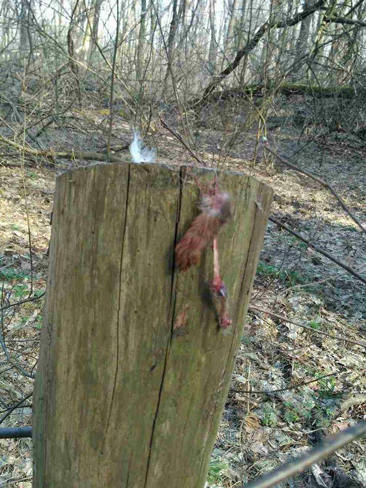 Под Киевом обнаружено место, где зверски замучены и убиты животные (Фото)