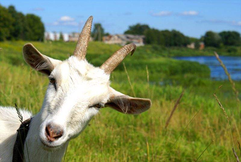 На Тернопольщине появится памятник козе