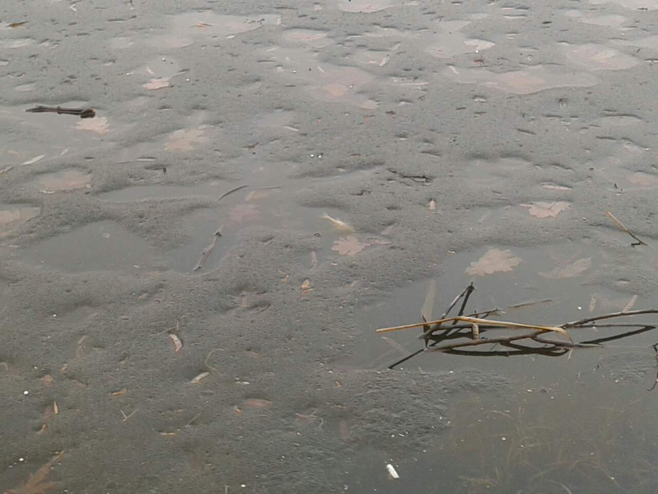 Во Львовских озерах вымарает рыба (Фото)