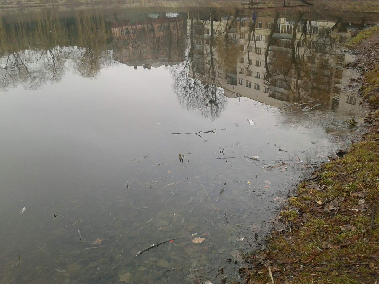 Во Львовских озерах вымарает рыба (Фото)