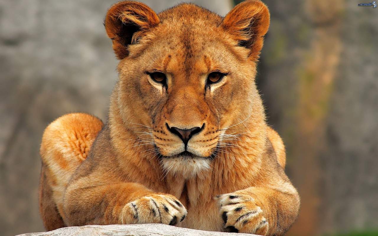 В Прилуках охотились и убили  сбежавшую львицу