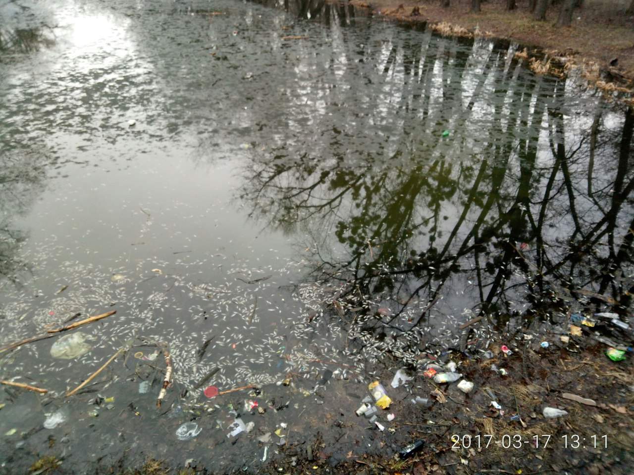 На Харьковщине в результате отравления озера погибла пресноводная фауна (фото)