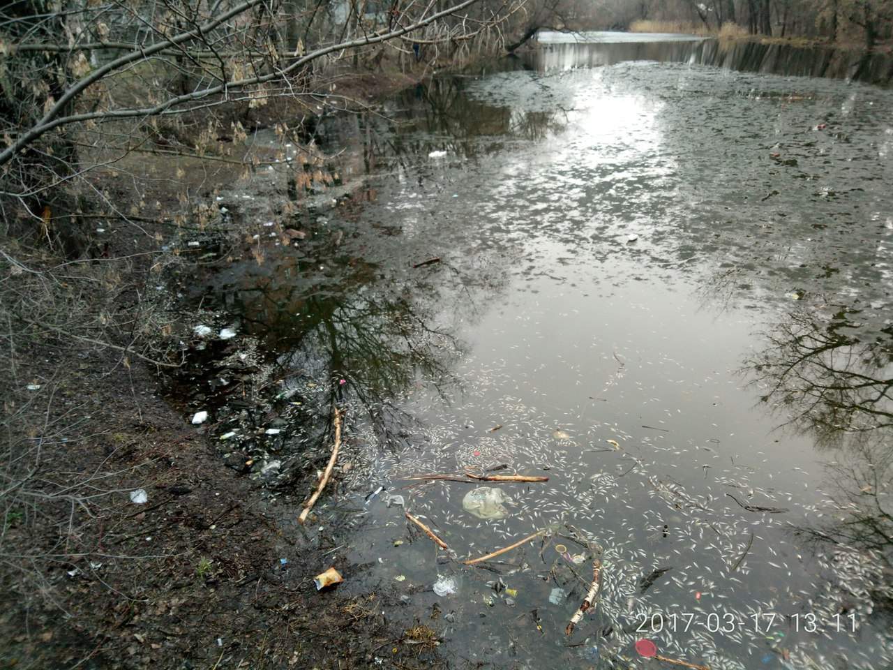 На Харьковщине в результате отравления озера погибла пресноводная фауна (фото)