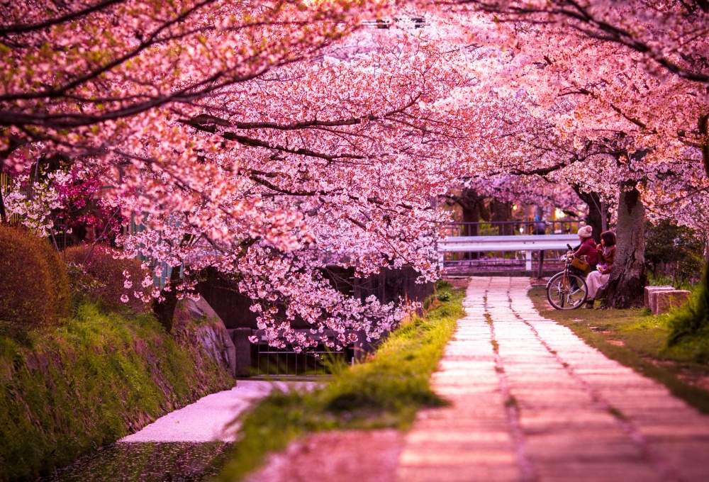 Мелодии весны: японская сакура зацвела на 5 дней раньше