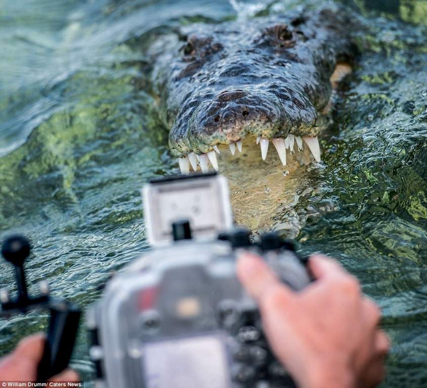 Дайвинг в объятиях крокодилов: туристы отважились на невиданное (видео)