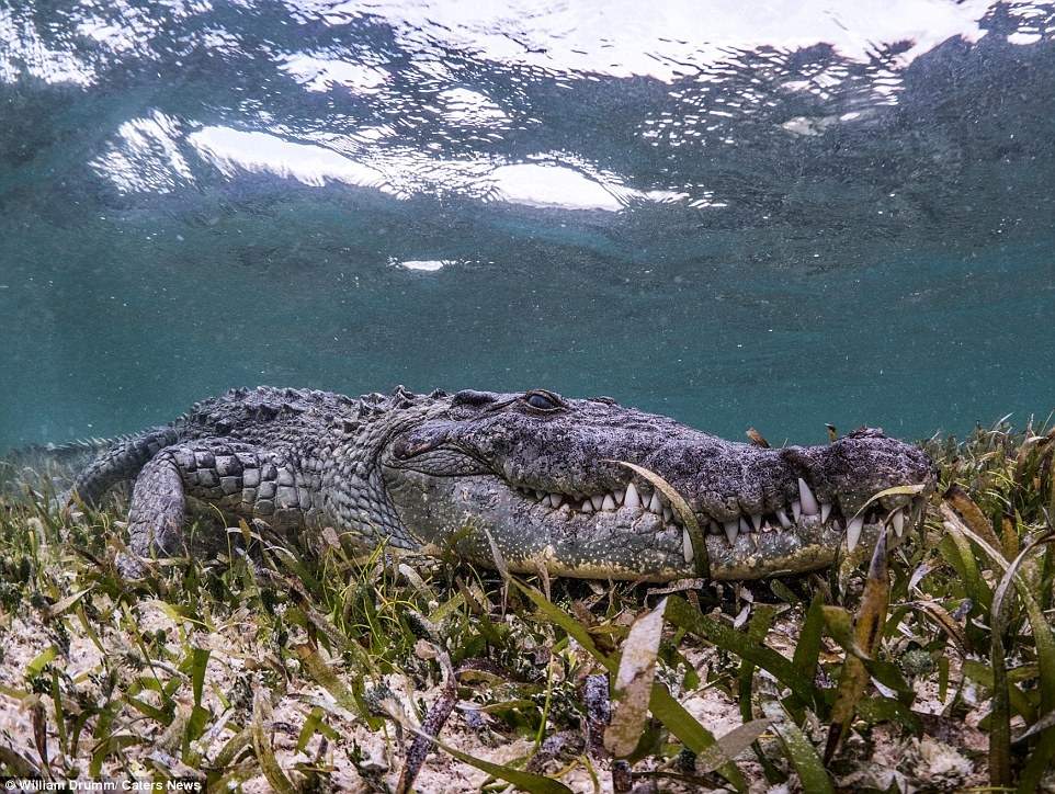 Дайвинг в объятиях крокодилов: туристы отважились на невиданное (видео)