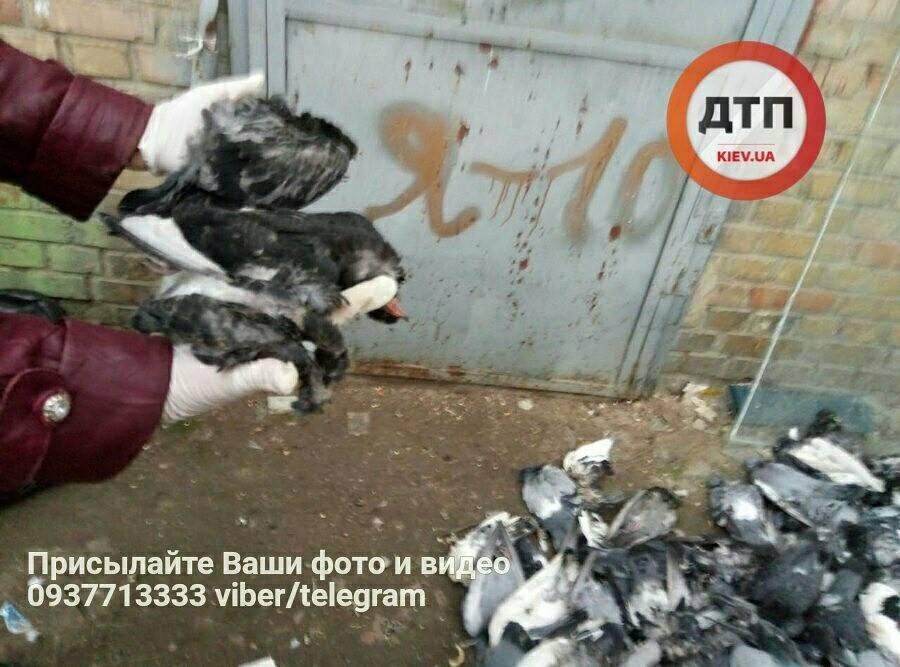В Киевской области работники ЖЭКа совершили расправу над колонией голубей (фото)