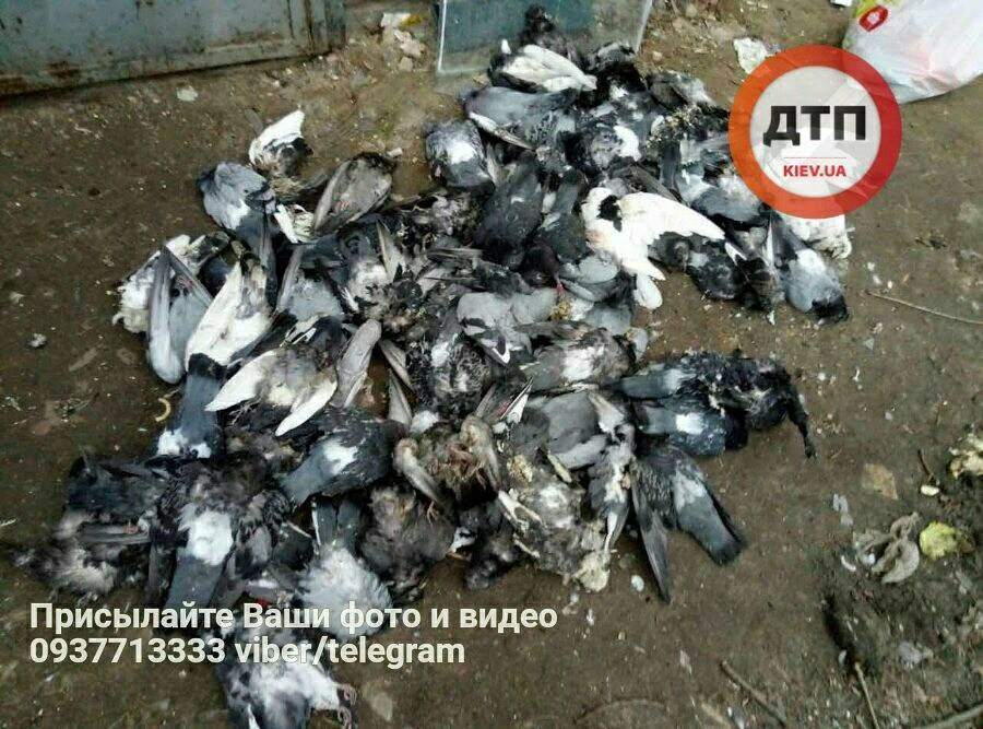 В Киевской области работники ЖЭКа совершили расправу над колонией голубей (фото)