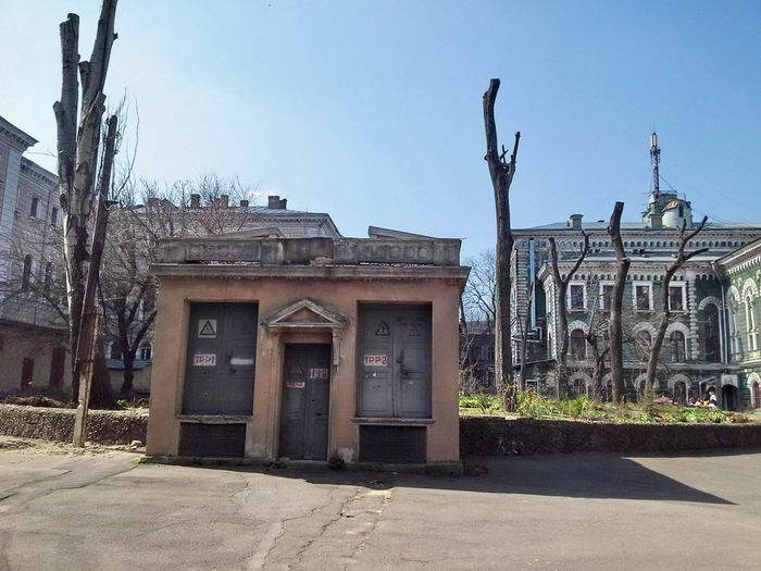 В Одессе изуродовали роскошные деревья (Фото) 