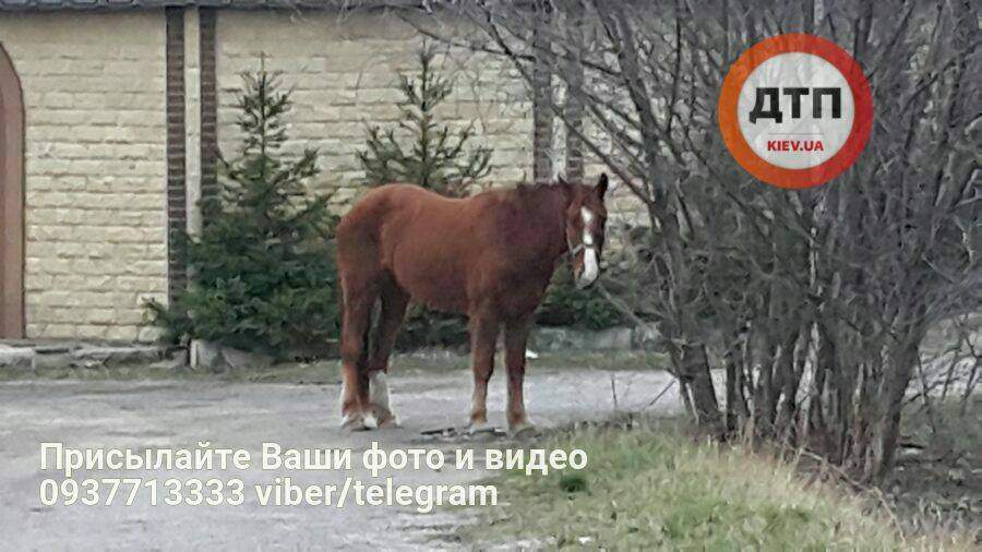 В Киеве автомобиль насмерть сбил лошадь (Фото)