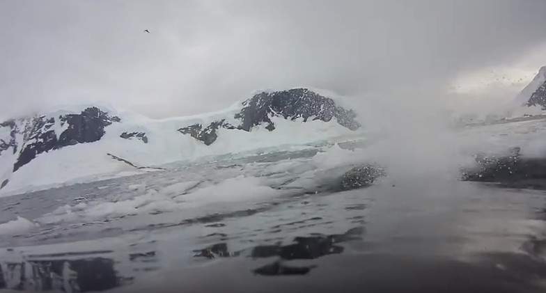 Вид на Антарктику глазами горбатых китов (видео)