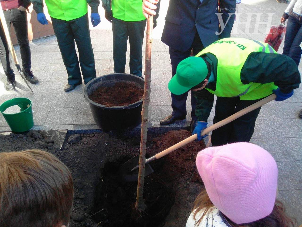 Из Японии с любовью: в Житомире высадили аллею сакур (фото)