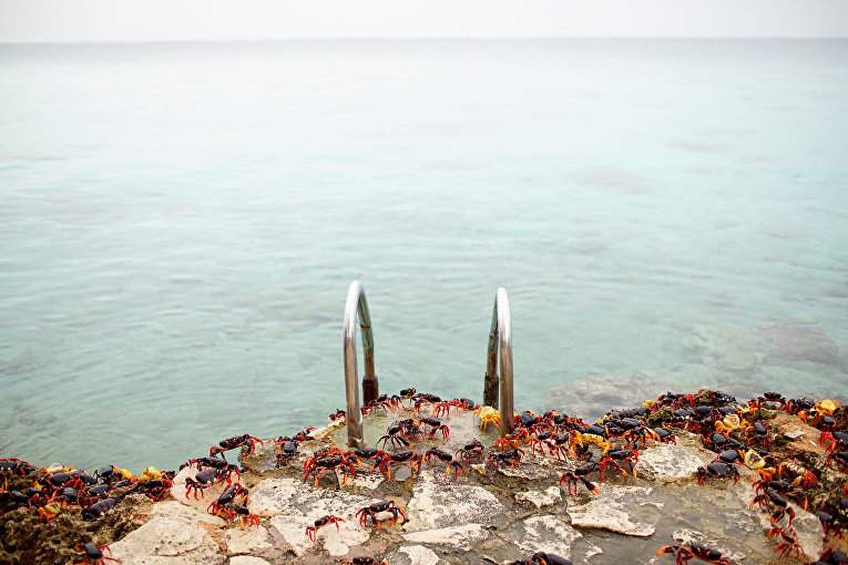 Кубу заполонили десятки тысяч крабов (Фото)