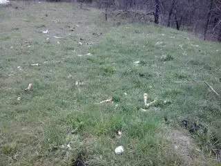 В Ровно обнаружили незаконную свалку костей животных (Фото)