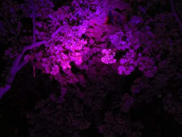Столичная роскошь: в исторической местности Киева заработала подсветка деревьев (фото)