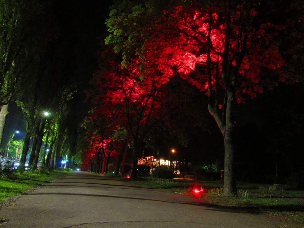 Столичная роскошь: в исторической местности Киева заработала подсветка деревьев (фото)