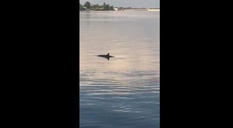 В Херсоне в Днепре на Набережной заметили дельфинов (видео)