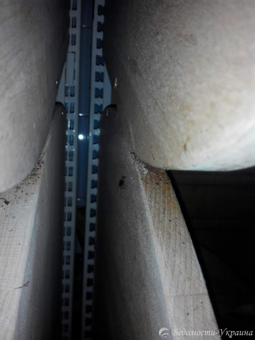 Нашествие насекомых: в Виннице по прилавкам с хлебом ползают тараканы (фото)
