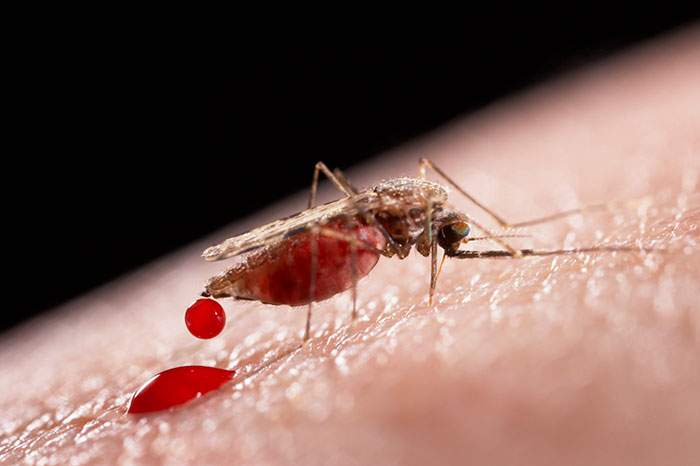 В Харькове у студента обнаружили малярию