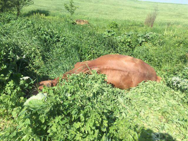 Во Львовской области лошадь стала жертвой ДТП (Фото)