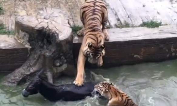 Сафари для тигров: в Китае сотрудники зоопарка бросили осла в клетку к хищникам (фото)