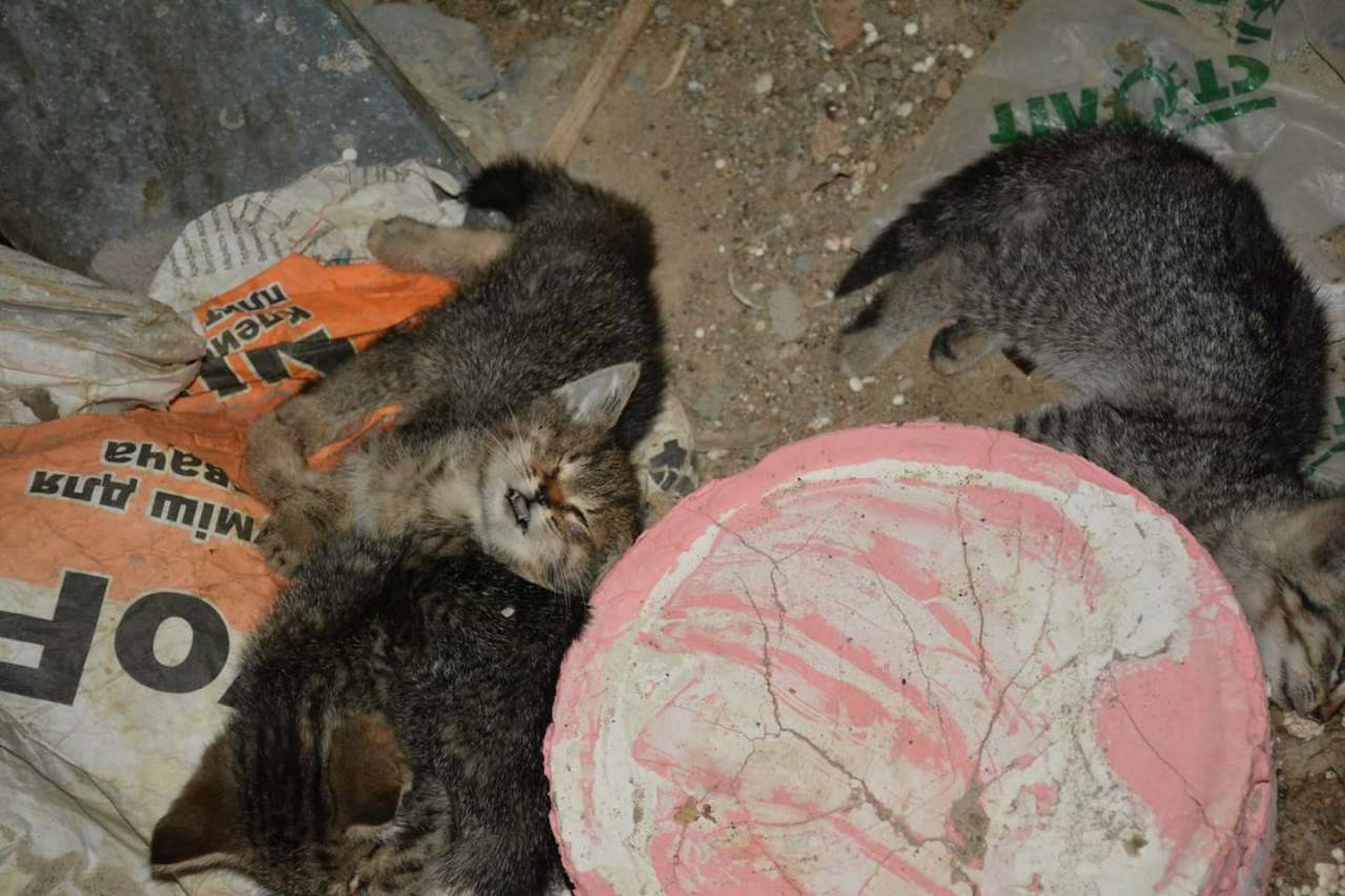 В Киеве неизвестные живодёры отравили котят-любимцев детей (фото)