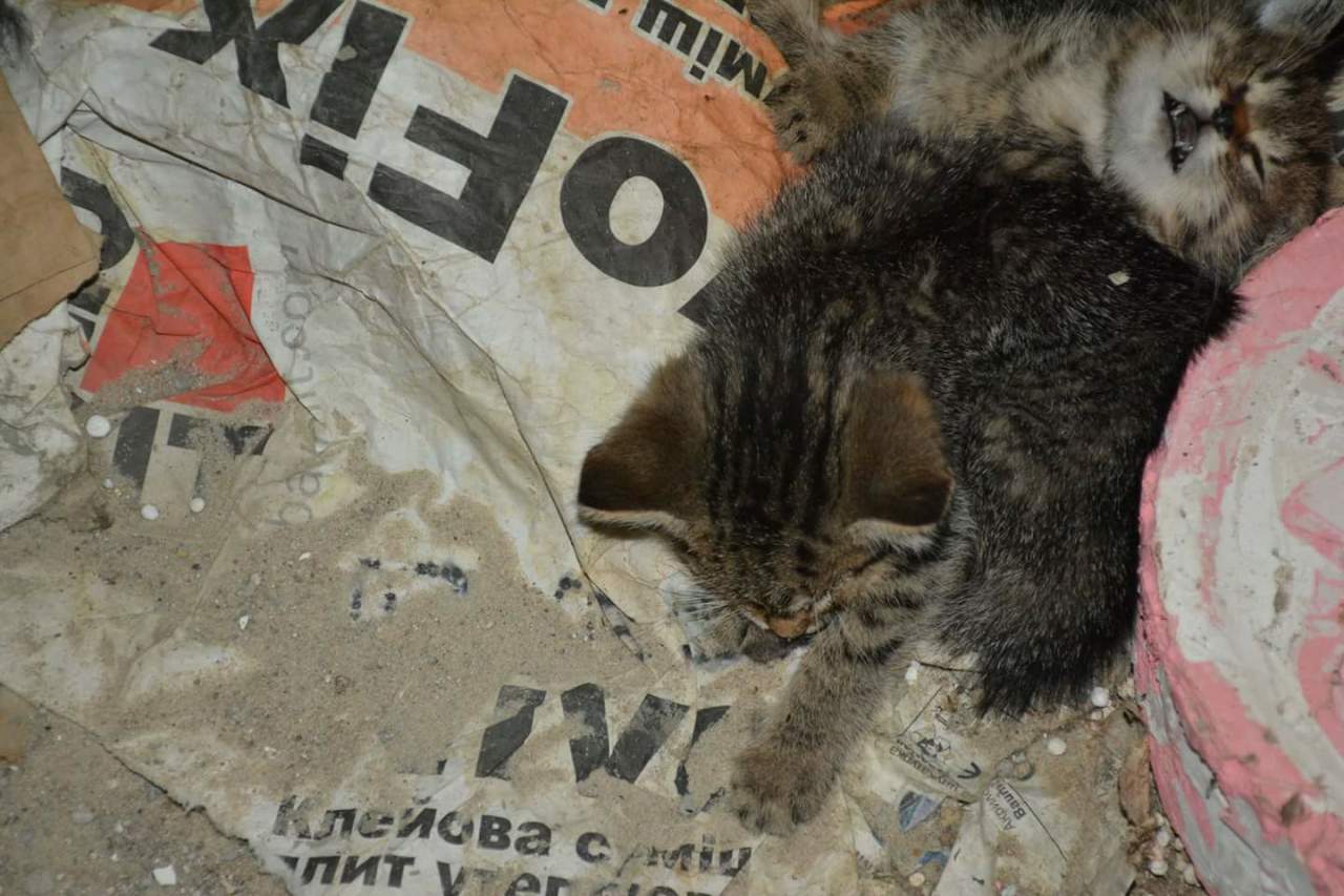 В Киеве неизвестные живодёры отравили котят-любимцев детей (фото)