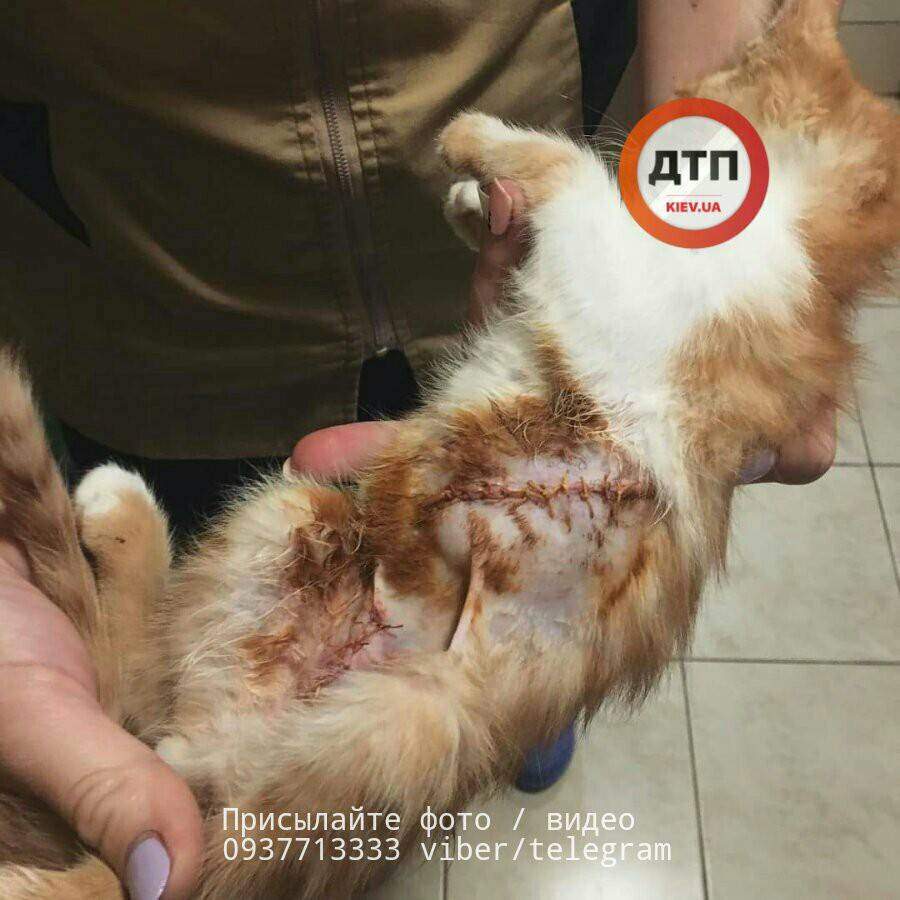 Под Киевом неизвестные покалечили котенка (Фото)