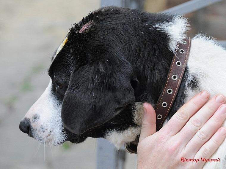 В Луцке неизвестные избили местный символ - собаку (фото)