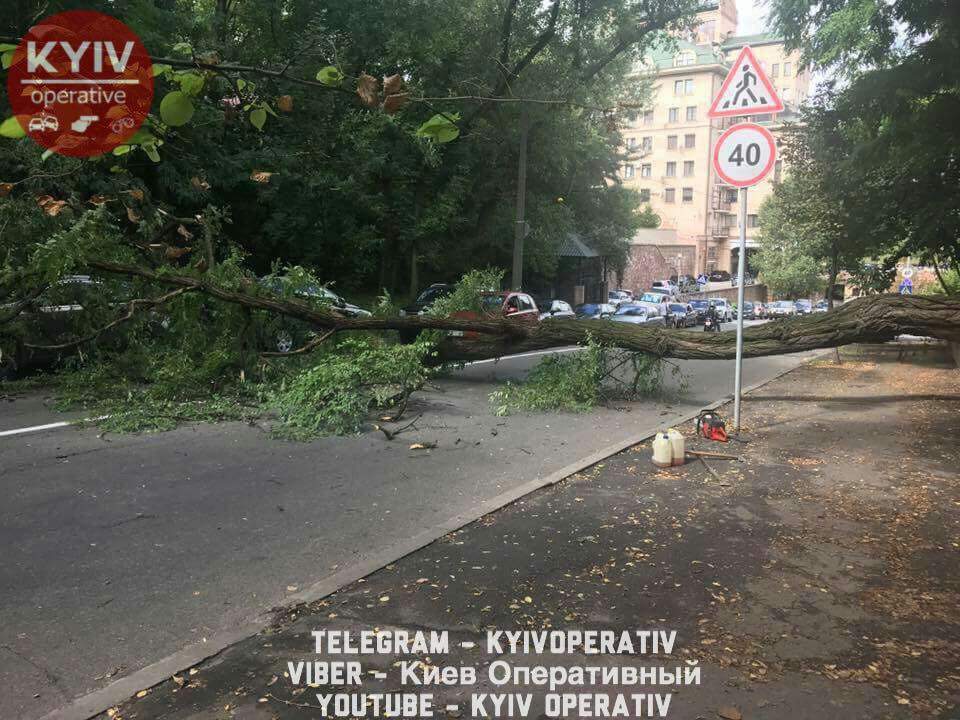В Киеве на проезжую часть упало дерево (фото)
