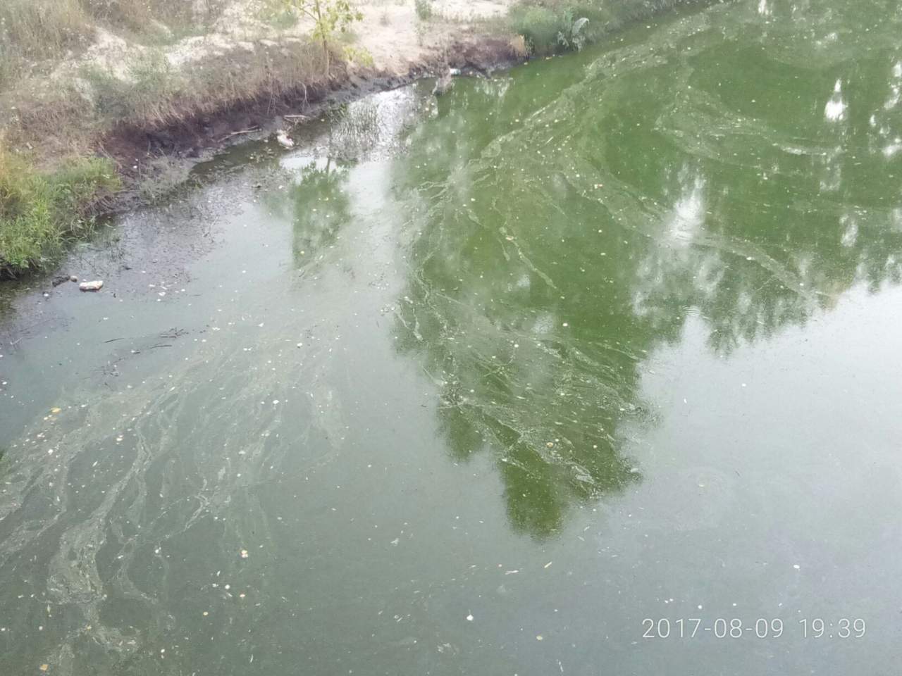 В Харькове возле танкового завода позеленела река (фото)