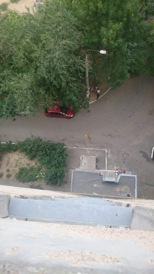 В Николаеве  с 9-го этажа одного из жилых домов выбросили бездомную собаку