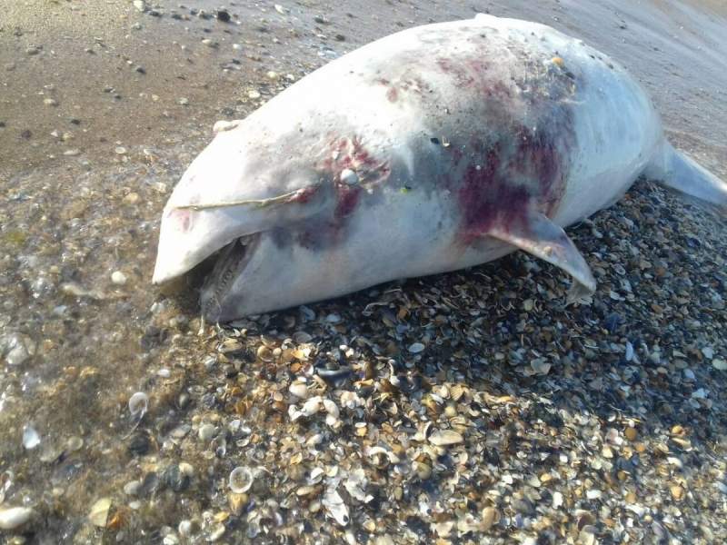 В Одессе отдыхающие обнаружили мертвую морскую свинью (Фото)
