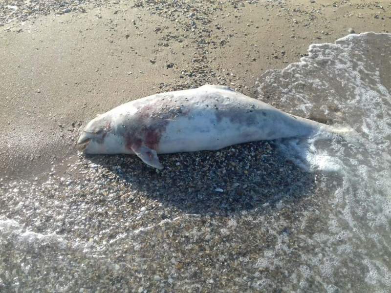 В Одессе отдыхающие обнаружили мертвую морскую свинью (Фото)