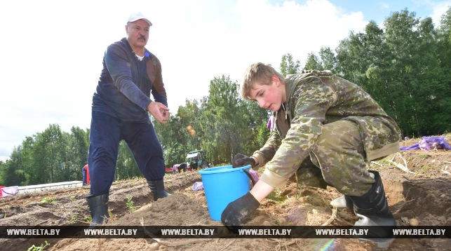 Президента Белоруссии засняли во время уборки урожая (видео)