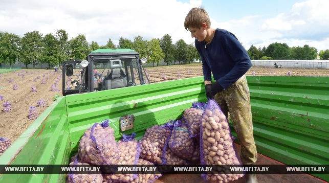 Президента Белоруссии засняли во время уборки урожая (видео)
