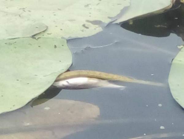 На Ровенщине в реке Иква каждые полчаса всплывает куча мертвой рыбы (Фото)