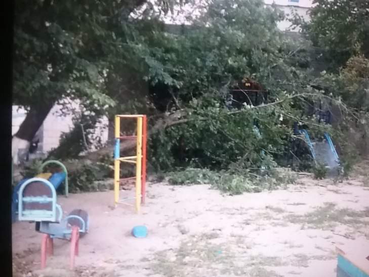 В столице на детскую площадку рухнуло дерево (Фото) 