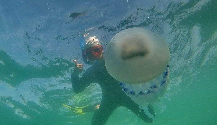 У побережья Чёрного моря в Одессе заметили гигантских медуз (фото)