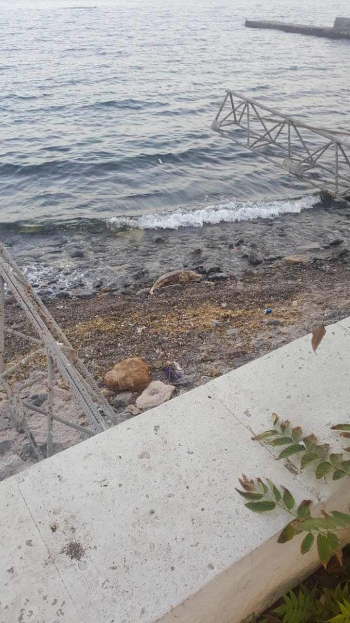 "Никому нет дела": На одном из пляжей Одессы около недели лежит мертвое животное (фото)