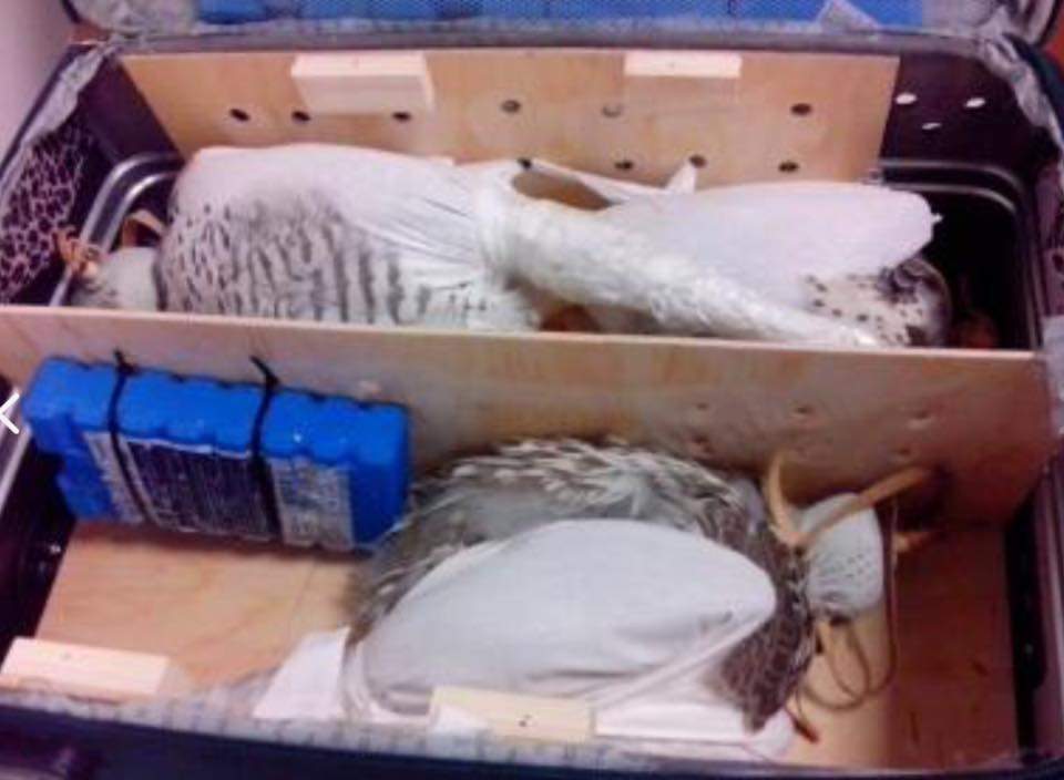 Под Киевом мужчина пытался вывезти в Дубаи соколов в чемодане (Фото)