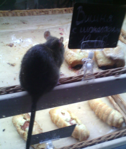 «Рататуй вместе с выпечкой»: В Запорожье заметили крысу на прилавке с хлебо-булочными изделиями (фото)