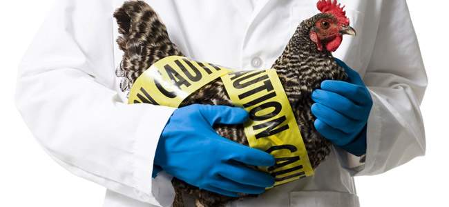 В Южной Корее зафиксировано серьезное заболевание домашних птиц